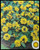 FlowerPotNursery Golden Globes Lysimachia L. congestiflora Golden Globes 4” Pot