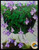 FlowerPotNursery Concord Blue Streptocarpella Streptocarpus saxorum C.B. 4” Pot