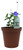 FlowerPotNursery Concord Blue Streptocarpella Streptocarpus saxorum C.B. 4” Pot