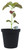 FlowerPotNursery Coleus Alabama Sunset Coleus scutellarioides Alabama S. 4” Pot
