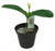 FlowerPotNursery Alice du Pont Mandevilla M. amabilis Alice du Pont 4” Pot