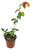 FlowerPotNursery Variegated Shrimp Plant Justicia brandegeana Variegata 4" Pot