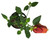 FlowerPotNursery Variegated Shrimp Plant Justicia brandegeana Variegata 4" Pot