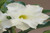 FlowerPotNursery White Ice Desert Rose Adenium obesum White Ice 4" Pot