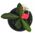 FlowerPotNursery Zeus Crown of Thorns Euphorbia milii Zeus 4" Pot