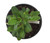 FlowerPotNursery Zeus Crown of Thorns Euphorbia milii Zeus 4" Pot