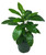 FlowerPotNursery Large Leaf Schefflera Schefflera amate 1 Gallon Pot