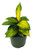 FlowerPotNursery Variegated Croton Codiaeum variegatum 4" Pot