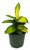 FlowerPotNursery Variegated Croton Codiaeum variegatum 4" Pot