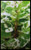 FlowerPotNursery White Snow Bush Breynia disticha 4" Pot