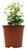 FlowerPotNursery White Snow Bush Breynia disticha 4" Pot