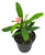 FlowerPotNursery Crown of Thorns Zephyr Euphorbia milii Zephyr 4" Pot