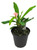 FlowerPotNursery Crown of Thorns Zephyr Euphorbia milii Zephyr 4" Pot