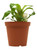 FlowerPotNursery Vriesea Style Bromeliad Vriesea Style 4" Pot