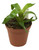 FlowerPotNursery Vriesea Style Bromeliad Vriesea Style 4" Pot