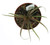 FlowerPotNursery Spirit Tillandsia Tillandsia Spirit 4" Pot