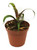 FlowerPotNursery Vriesea Splenriet Bromeliad Vriesea Splenriet 4" Pot