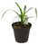 FlowerPotNursery Rana Guzmania Guzmania Rana 4" Pot