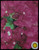 FlowerPotNursery Barbara Karst Bougainvillea B. sp. Barbara Karst 4" Pot