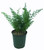 FlowerPotNursery Asparagus Foxtail Fern Asparagus meyeri / aethiopicus 1 Gallon