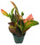 FlowerPotNursery Garden Croton Codiaeum variegatum 1 Gallon Pot