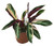 FlowerPotNursery Stromanthe Triostar Stromanthe sanguinea Triostar 1 Gallon Pot