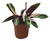FlowerPotNursery Stromanthe Triostar Stromanthe sanguinea Triostar 1 Gallon Pot