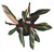 FlowerPotNursery Stromanthe Triostar Stromanthe sanguinea Triostar 1 Gallon Pot