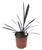 FlowerPotNursery Cordyline Red Star Cordyline australis Red Star 1 Gallon Pot