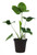 FlowerPotNursery Finger Leaf Philodendron Philodendron Goeldii 4" Pot