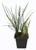 FlowerPotNursery Mondo Grass Ophiopogon japonicus 3" Pot