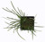 FlowerPotNursery Mondo Grass Ophiopogon japonicus 3" Pot