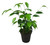 FlowerPotNursery Ficus Tree Ficus benjamina 4" Pot