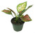 FlowerPotNursery Chinese Evergreen Aglaonema Favonian A. sp. Favonian 6" Pot