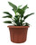 FlowerPotNursery Philodendron Birkin Philodendron birkin 8" Pot