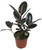 FlowerPotNursery Burgundy Rubber Tree Ficus elastica Burgundy 1 Gallon Pot