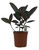 FlowerPotNursery Burgundy Rubber Tree Ficus elastica Burgundy 1 Gallon Pot