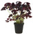 FlowerPotNursery Purple Black Shamrock Plant Oxalis t. Ebony Allure 4" Pot