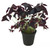 FlowerPotNursery Purple Black Shamrock Plant Oxalis t. Ebony Allure 4" Pot