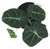 FlowerPotNursery Black Velvet Alocasia Alocasia reginula Black Velvet 4" Pot