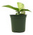 FlowerPotNursery Chinese Evergreen Aglaonema sp. 4" Pot