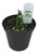 FlowerPotNursery Cylindrical Snake Plant Sansevieria c. Braided Small 4" Pot