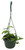 FlowerPotNursery Green Vanilla Orchid Vanilla planifolia 6" Basket