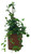 FlowerPotNursery Creeping Fig Ivy Green Ficus pumila Green 1 Gallon Pot