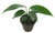 FlowerPotNursery Dragon Tail Plant Epipremnum pinnatum 4" Pot