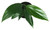 FlowerPotNursery Dragon Tail Plant Epipremnum pinnatum 4" Pot