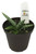 FlowerPotNursery Cylindrical Snake Plant Sansevieria cylindrica Boncel 4" Pot