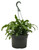 FlowerPotNursery Christmas Cactus Schlumbergera bridgesii White Salmon 8" Basket