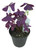 FlowerPotNursery Purple False Shamrock Plant Oxalis regnellii Francis 4" Pot