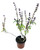 FlowerPotNursery Thai Basil Ocimum basilicum Thyrsiflora 4" Pot